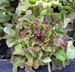 Ozollapu salāti 'Blushed Butter Oak'